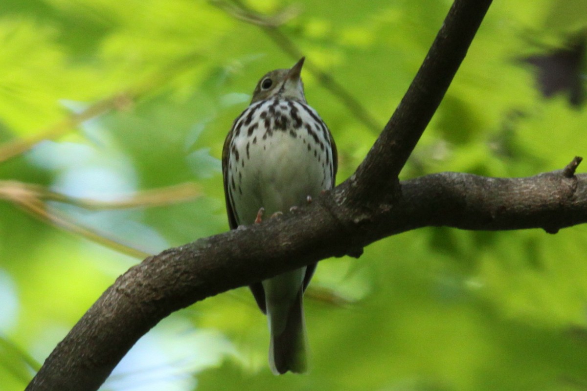 Ovenbird - ML474168011