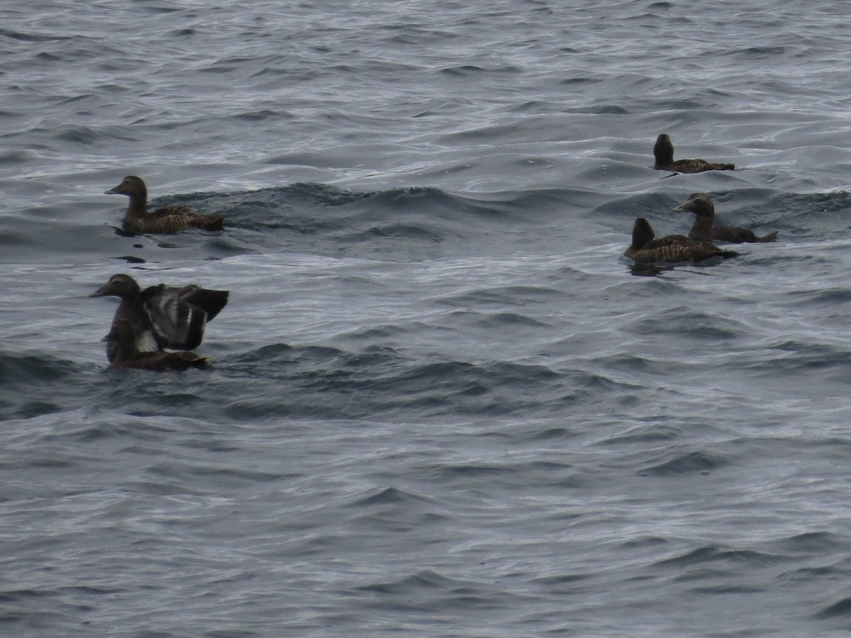 Common Eider - ML474168931