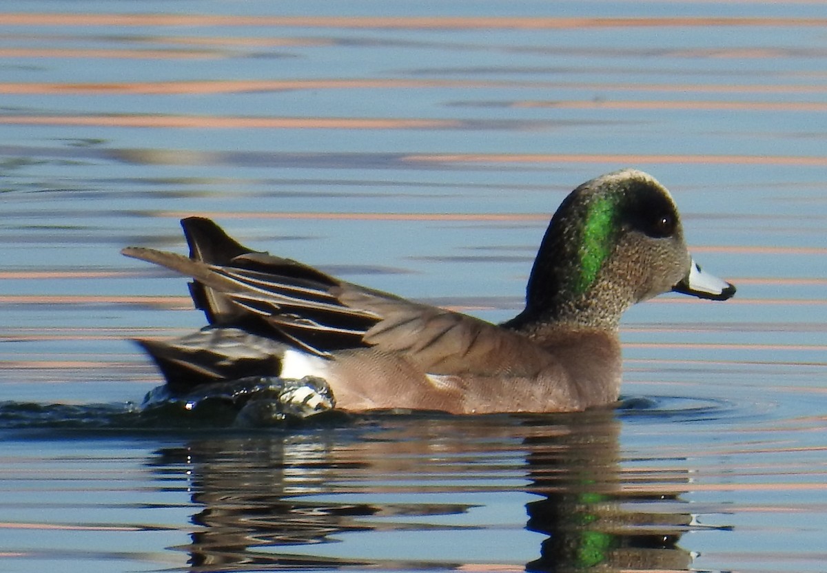 American Wigeon - Jim Scott