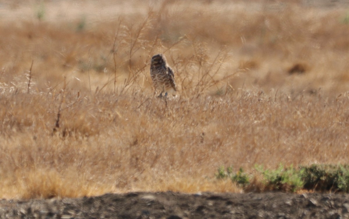 Burrowing Owl - ML474170811