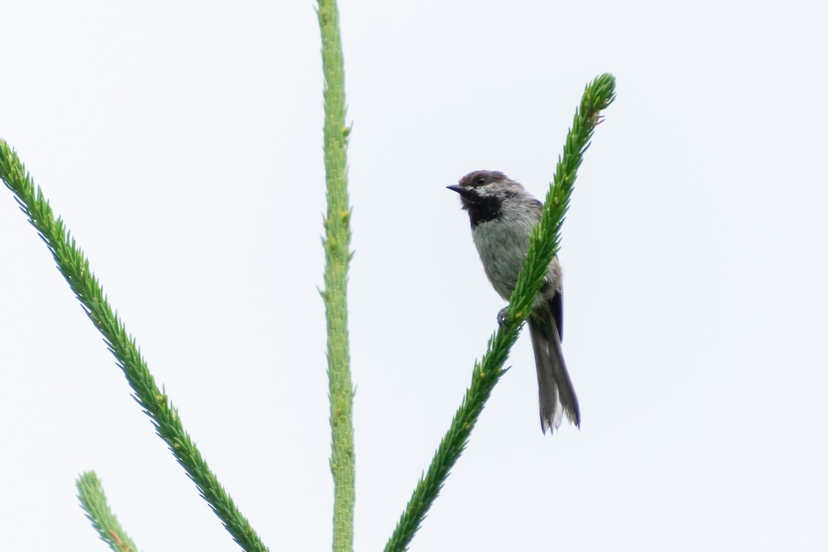 Boreal Chickadee - ML474171391