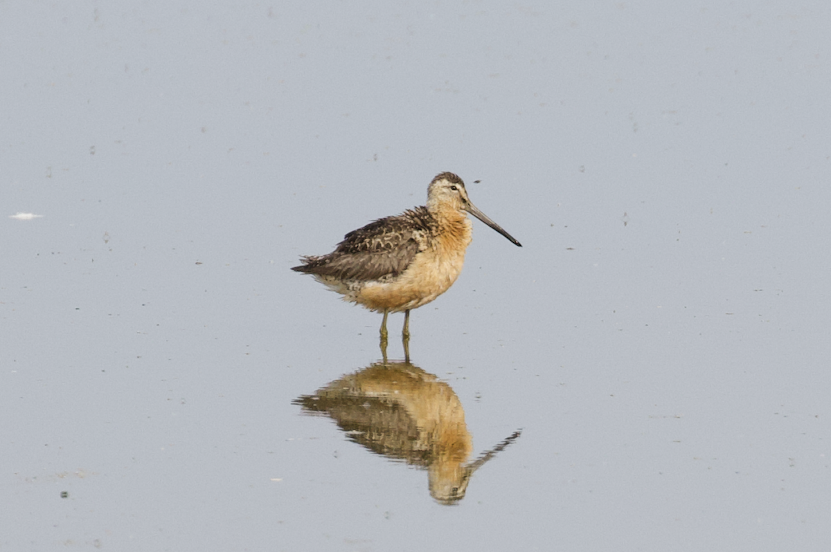 Long-billed Dowitcher - ML474171651