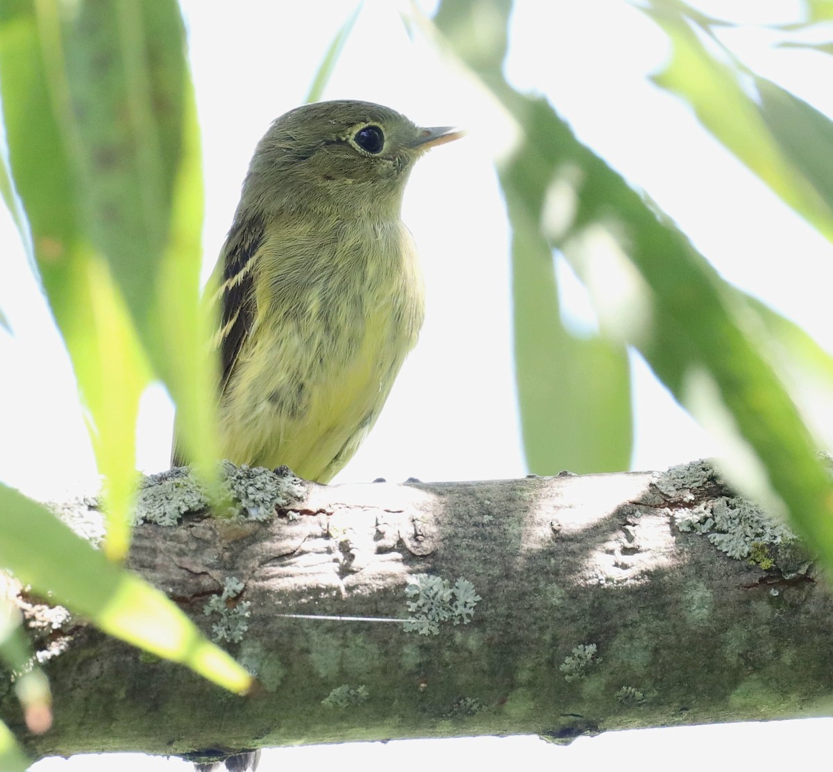 Yellow-bellied Flycatcher - Steven Pitt