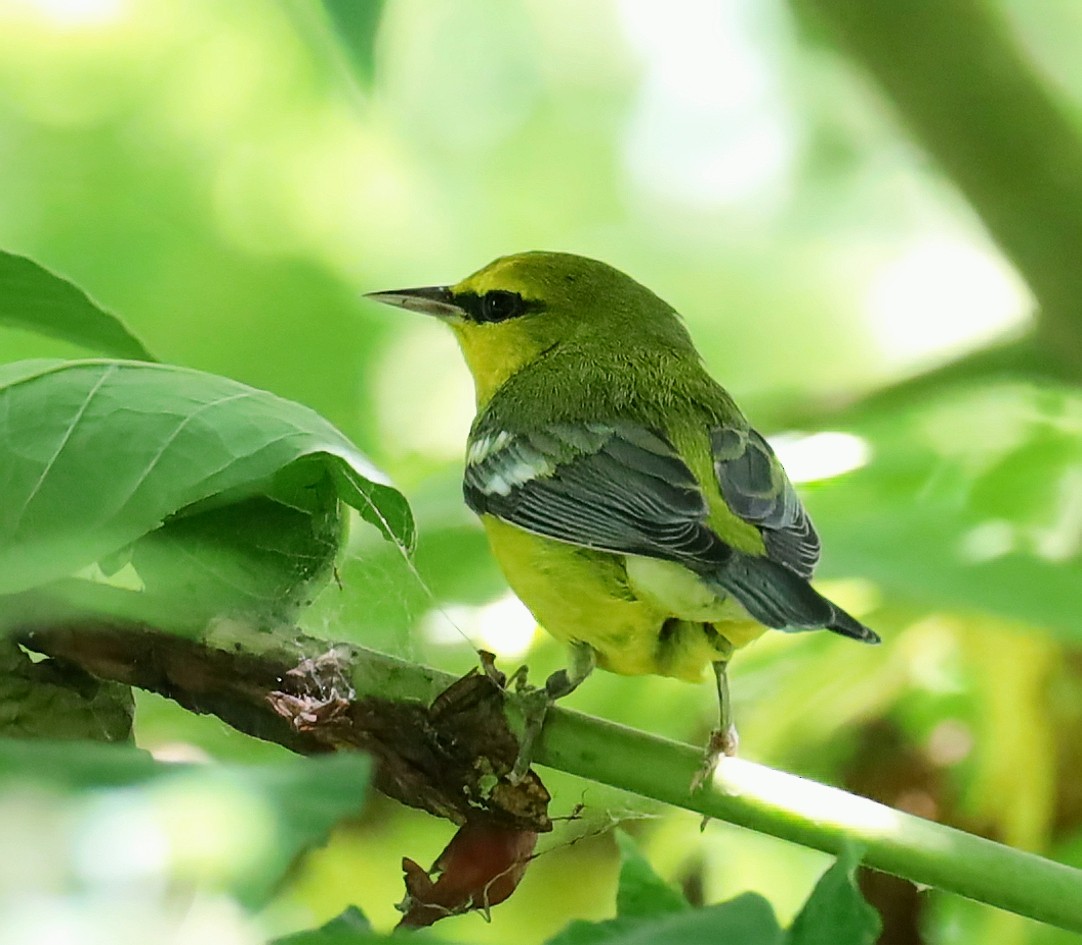 Blue-winged Warbler - Steven Pitt