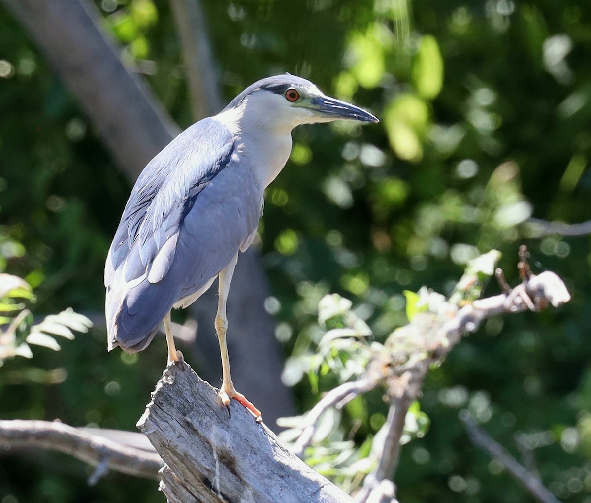 Black-crowned Night Heron - ML474174281