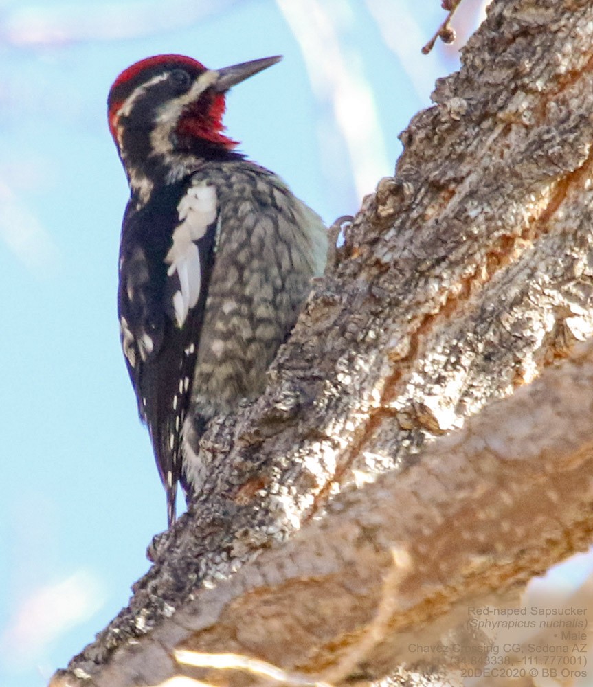 Red-naped Sapsucker - ML474174401