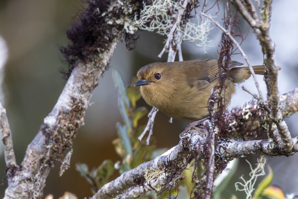 Large Scrubwren - ML474175911