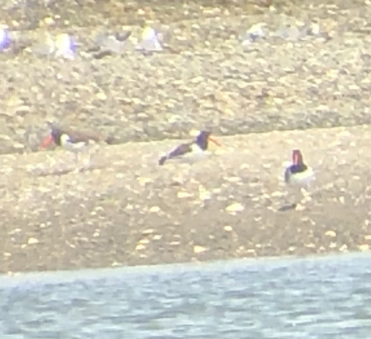 American Oystercatcher - ML474176651