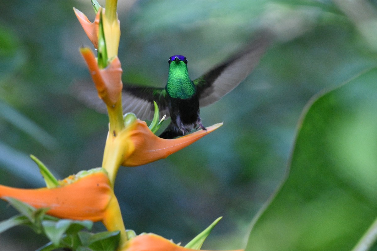 Mexican Woodnymph - ML474176841