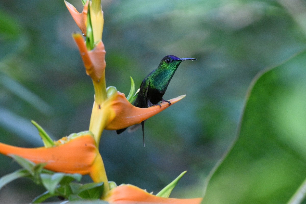 Mexican Woodnymph - ML474176851