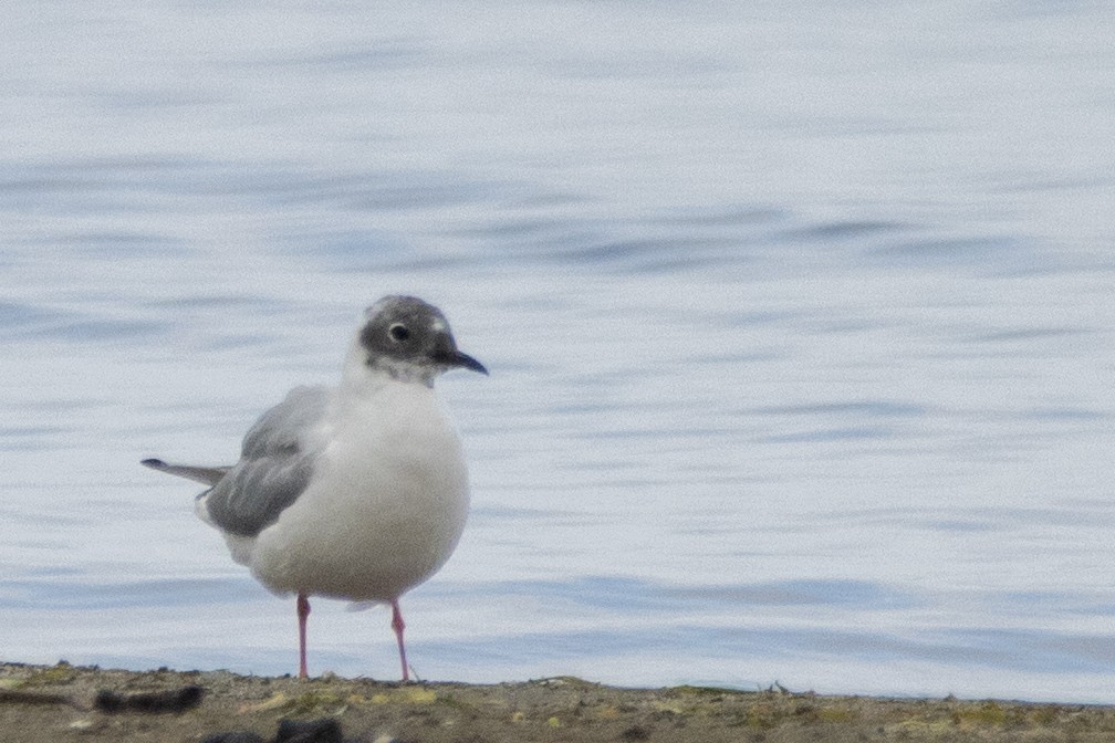 Bonaparte's Gull - ML474177141