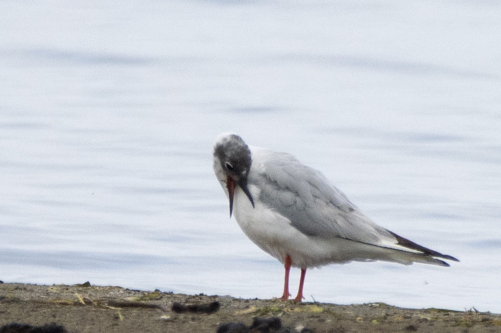 Mouette de Bonaparte - ML474177151