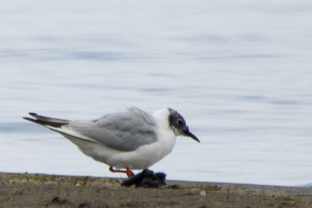 Mouette de Bonaparte - ML474177161