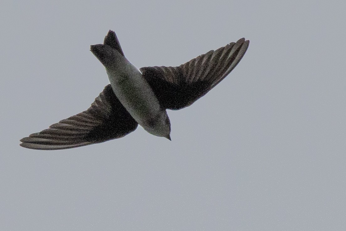 Tree Swallow - Jeff Hullstrung