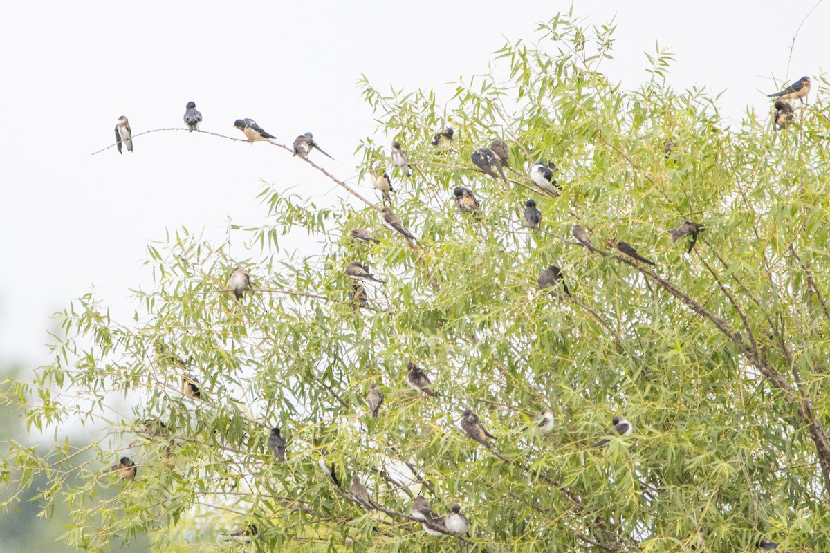 Barn Swallow - ML474177841