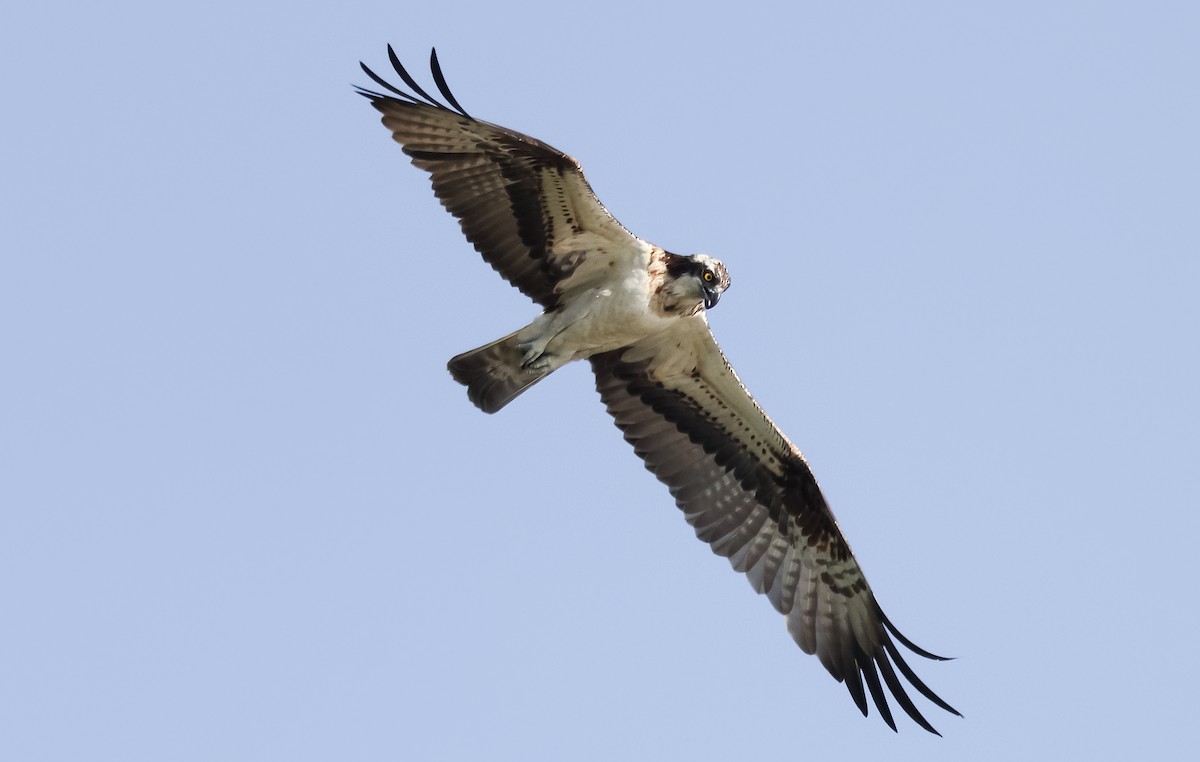 Osprey - ML474180231