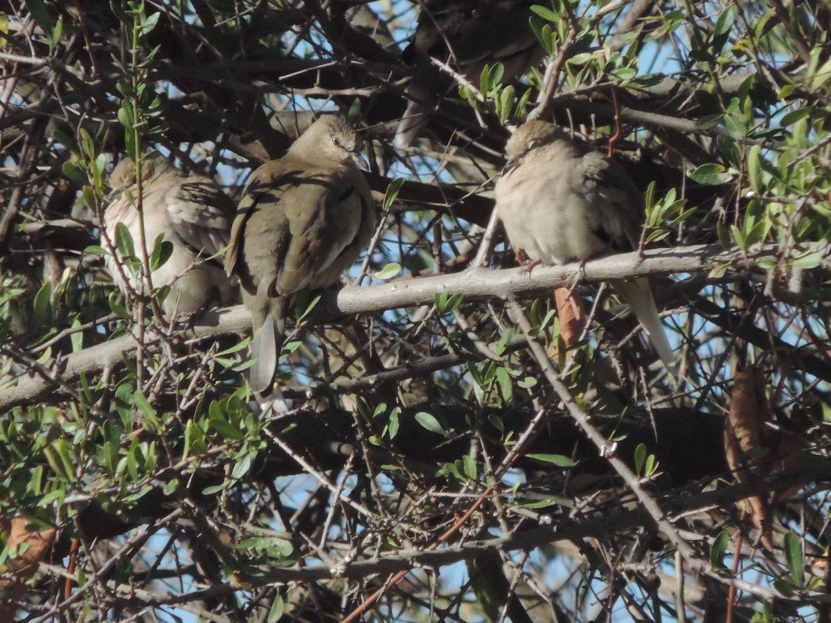 Picui Ground Dove - ML474181301