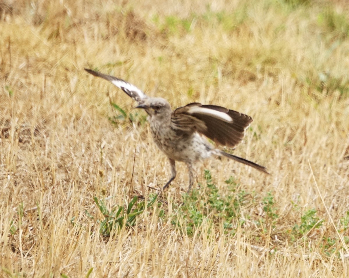 Northern Mockingbird - ML474181691