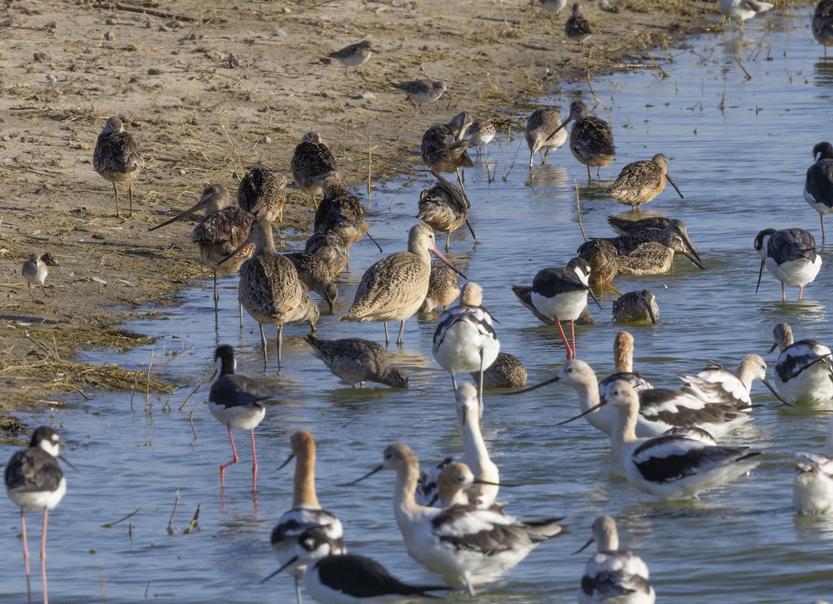 Marbled Godwit - ML474182261