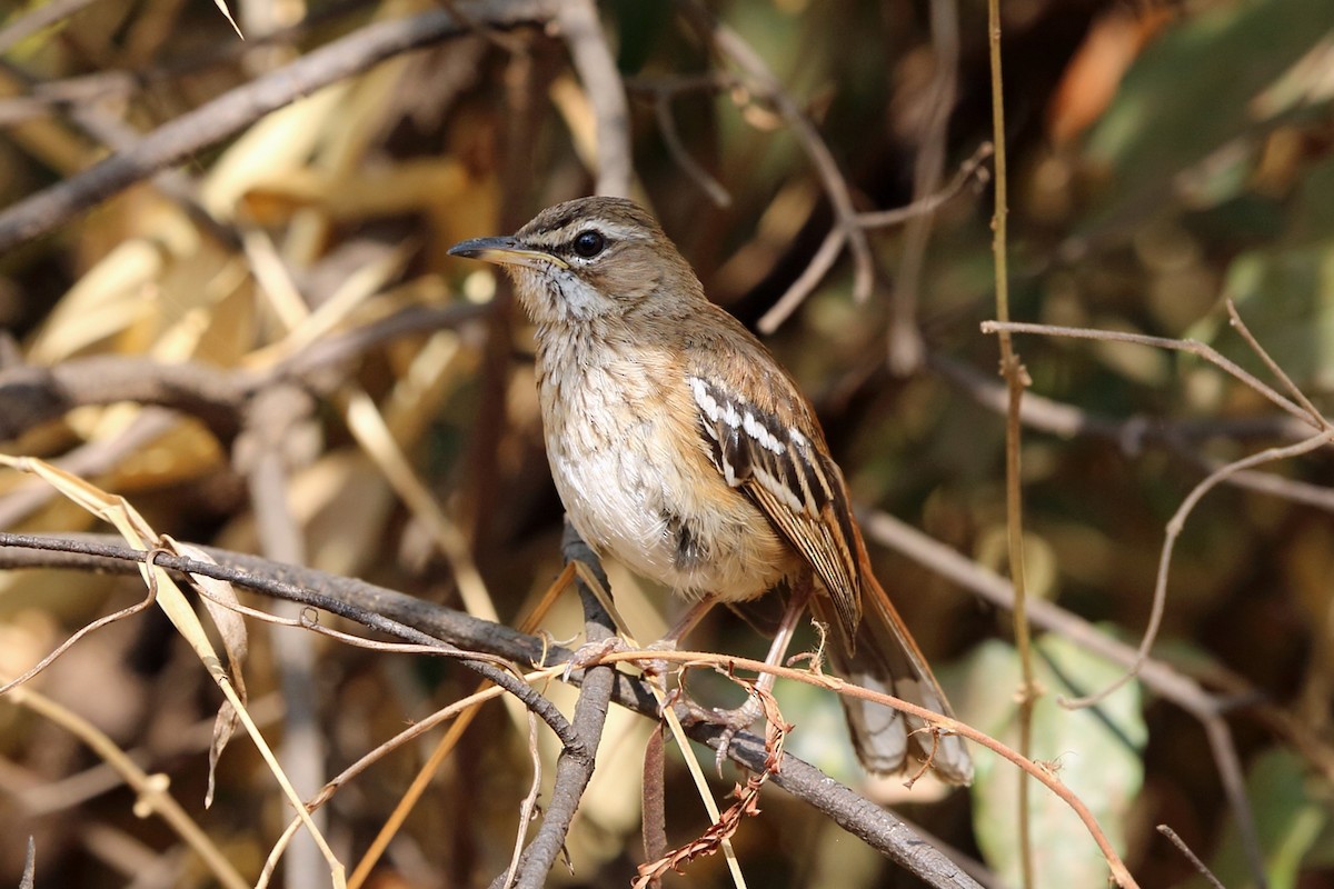 Red-backed Scrub-Robin (Red-backed) - ML47418291