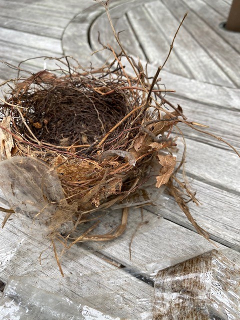 Gray Catbird - ML474183101