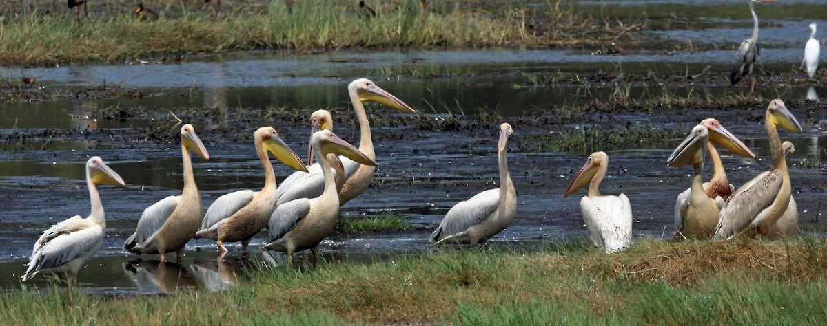 Great White Pelican - ML47418311