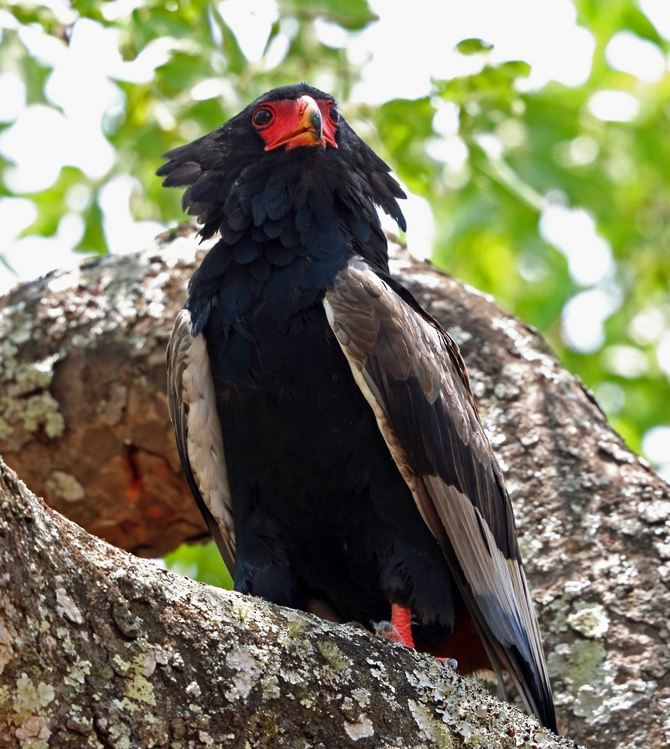 Bateleur - ML47418351