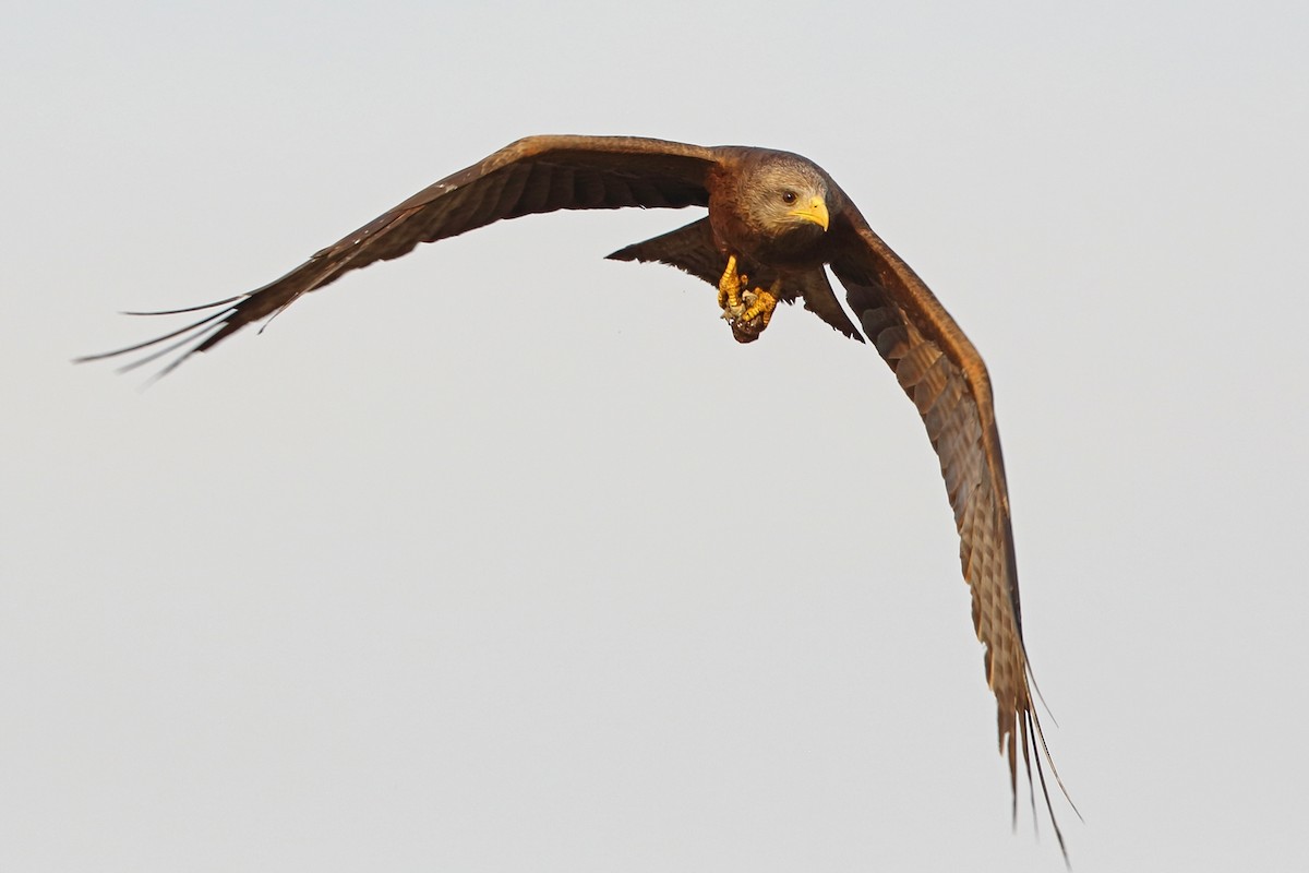 Black Kite (Yellow-billed) - ML47418391