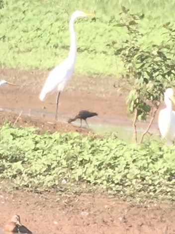 ibis hnědý - ML474184151