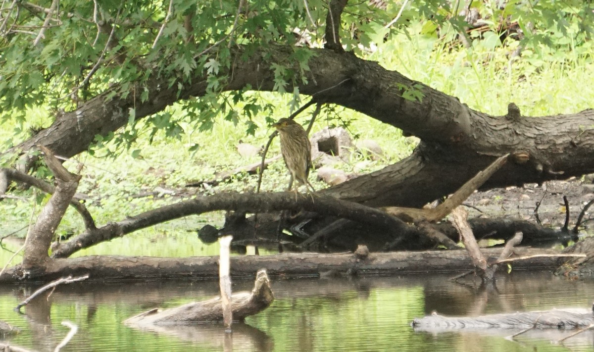 Black-crowned Night Heron - ML474184221