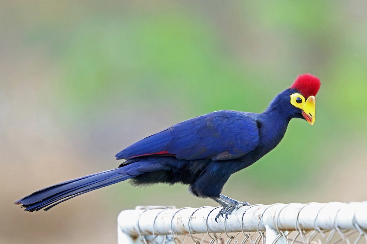 Ross's Turaco - ML47418441