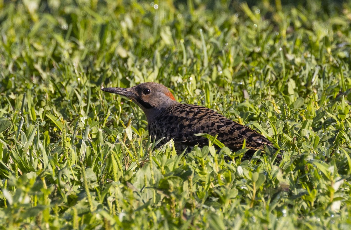 Northern Flicker - ML474185291