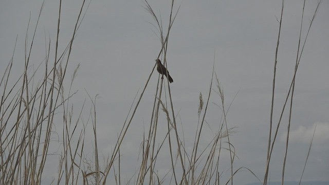 Cetti's Warbler - ML474185571