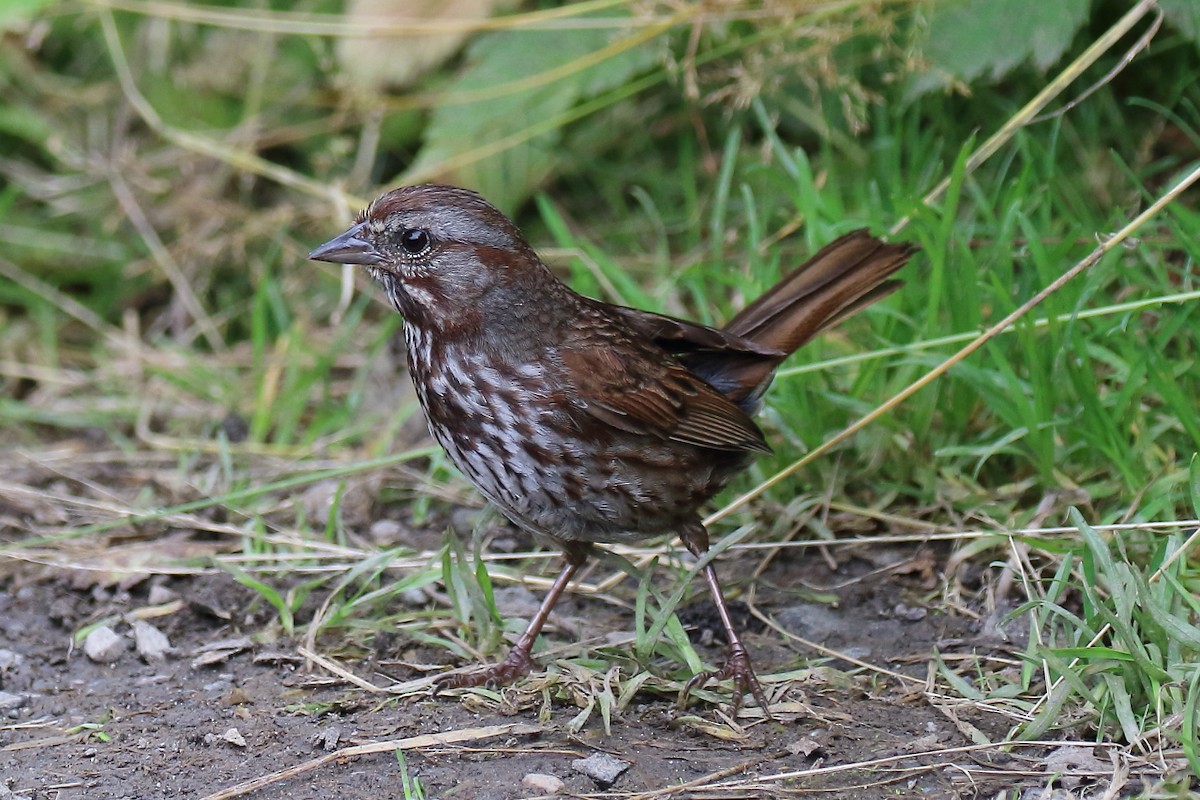 Song Sparrow - ML474185731