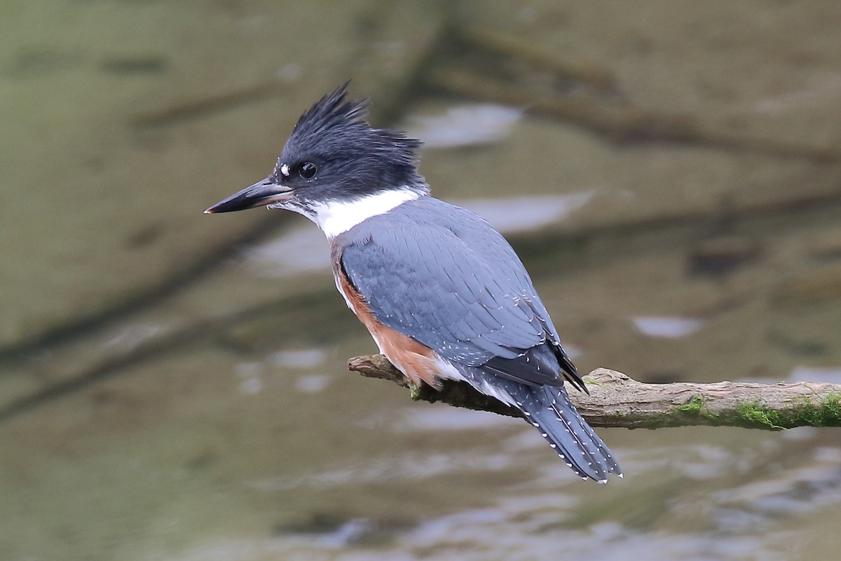 Belted Kingfisher - ML474185791