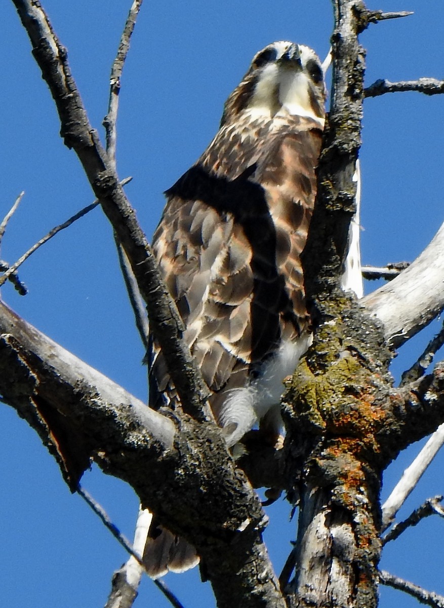 Broad-winged Hawk - ML474187121