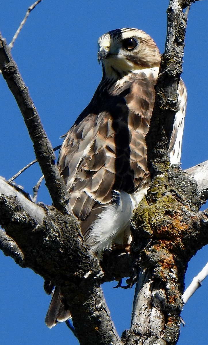 Broad-winged Hawk - ML474187161