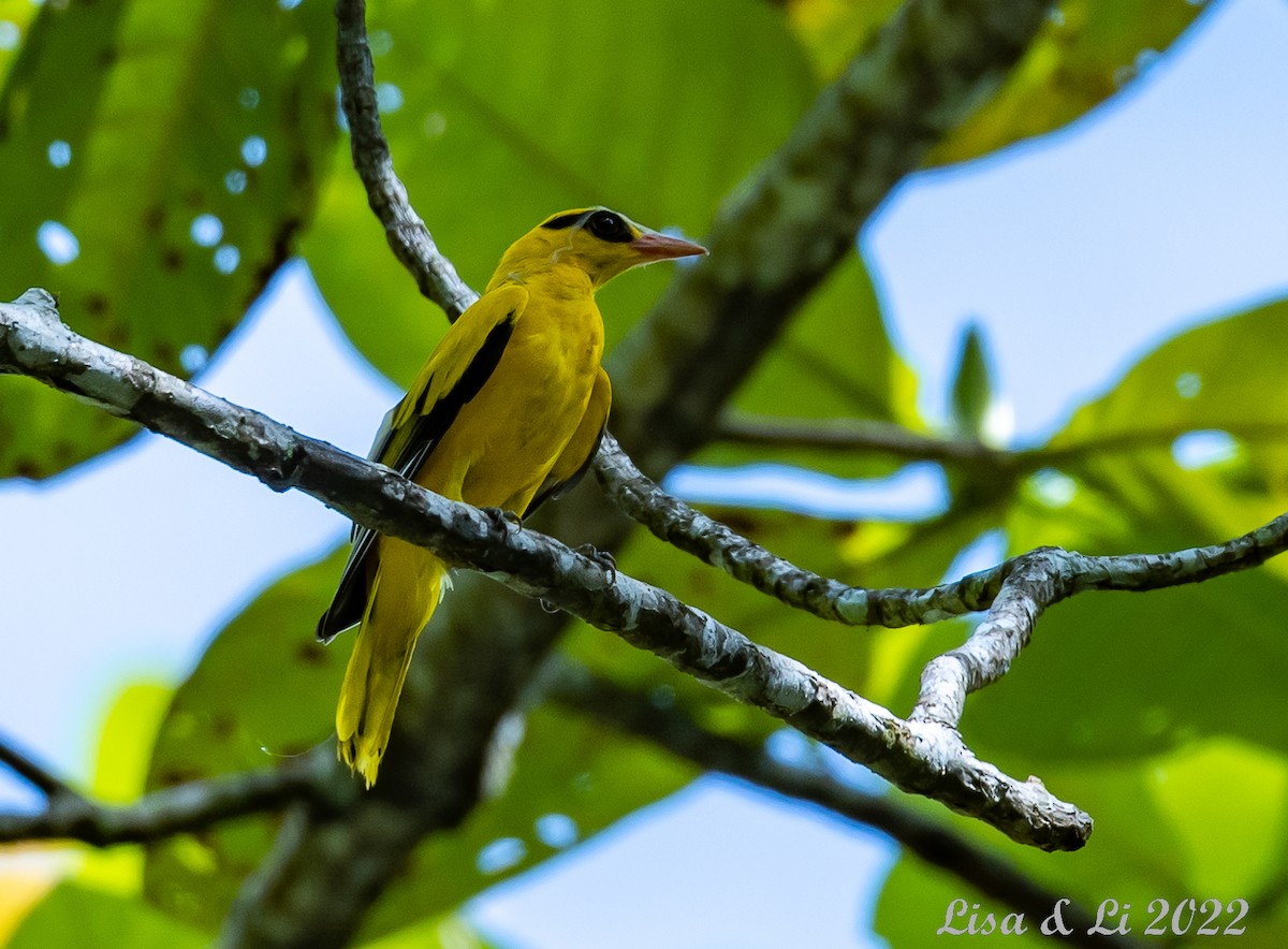 Black-naped Oriole (Sulawesi) - ML474187901