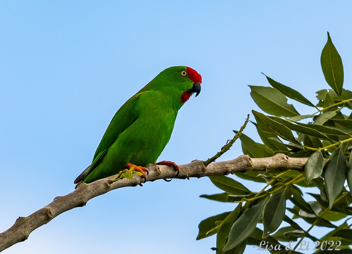 Sulawesi Hanging-Parrot - ML474188791
