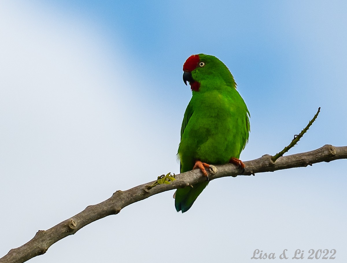 Sulawesi Hanging-Parrot - ML474188821