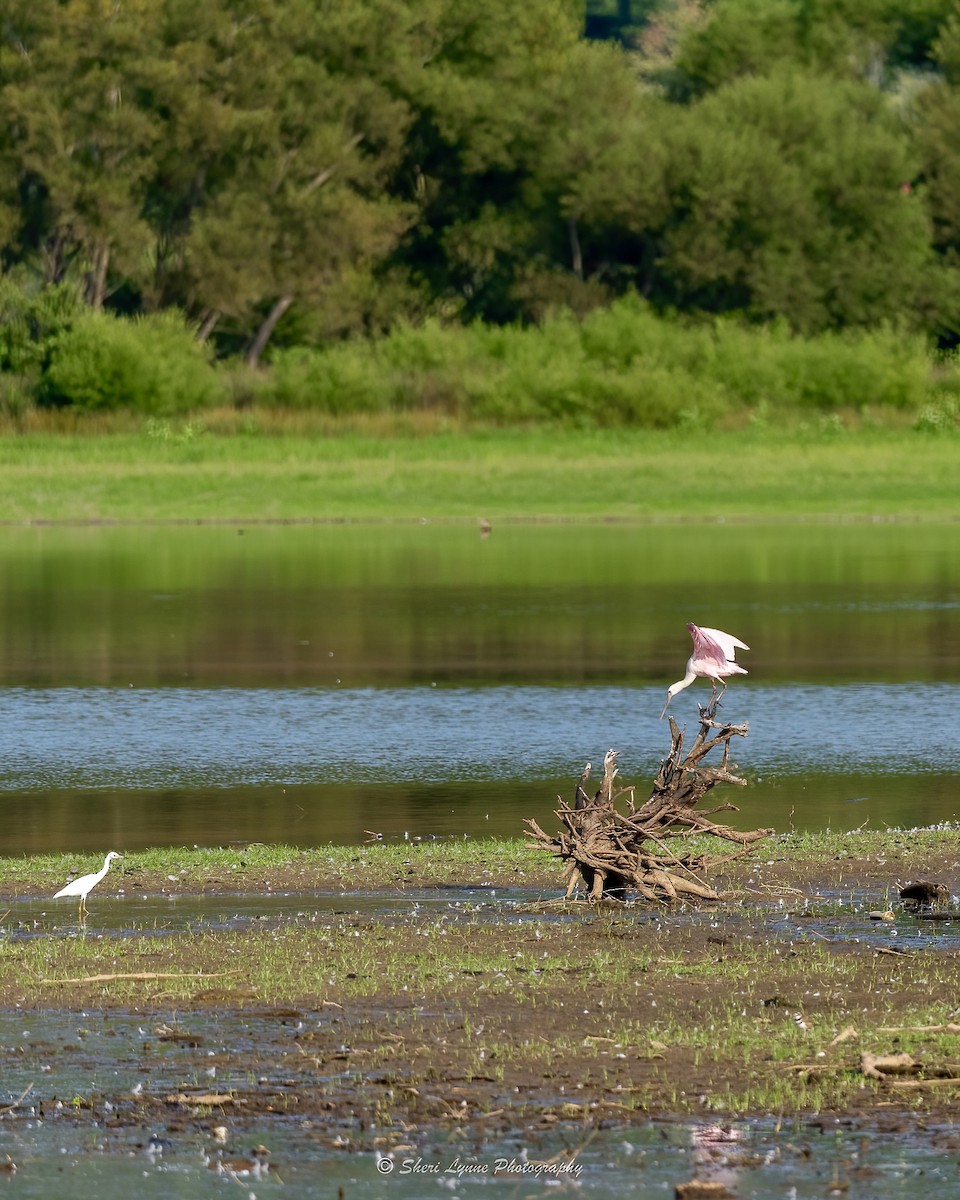 Roseate Spoonbill - ML474188841