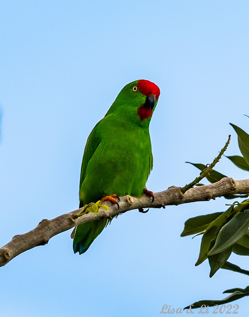 Sulawesi Hanging-Parrot - ML474188881