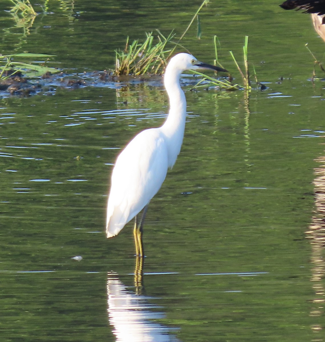 Snowy Egret - ML474189141