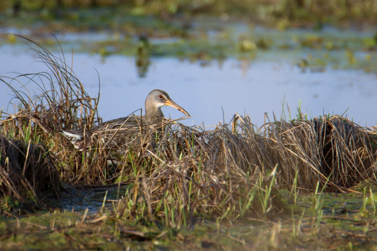 Clapper Rail - ML474189601