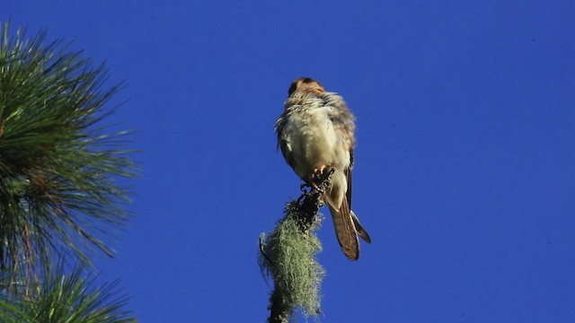 American Kestrel (Hispaniolan) - ML474190