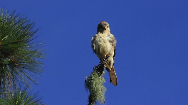 Buntfalke (dominicensis) - ML474191