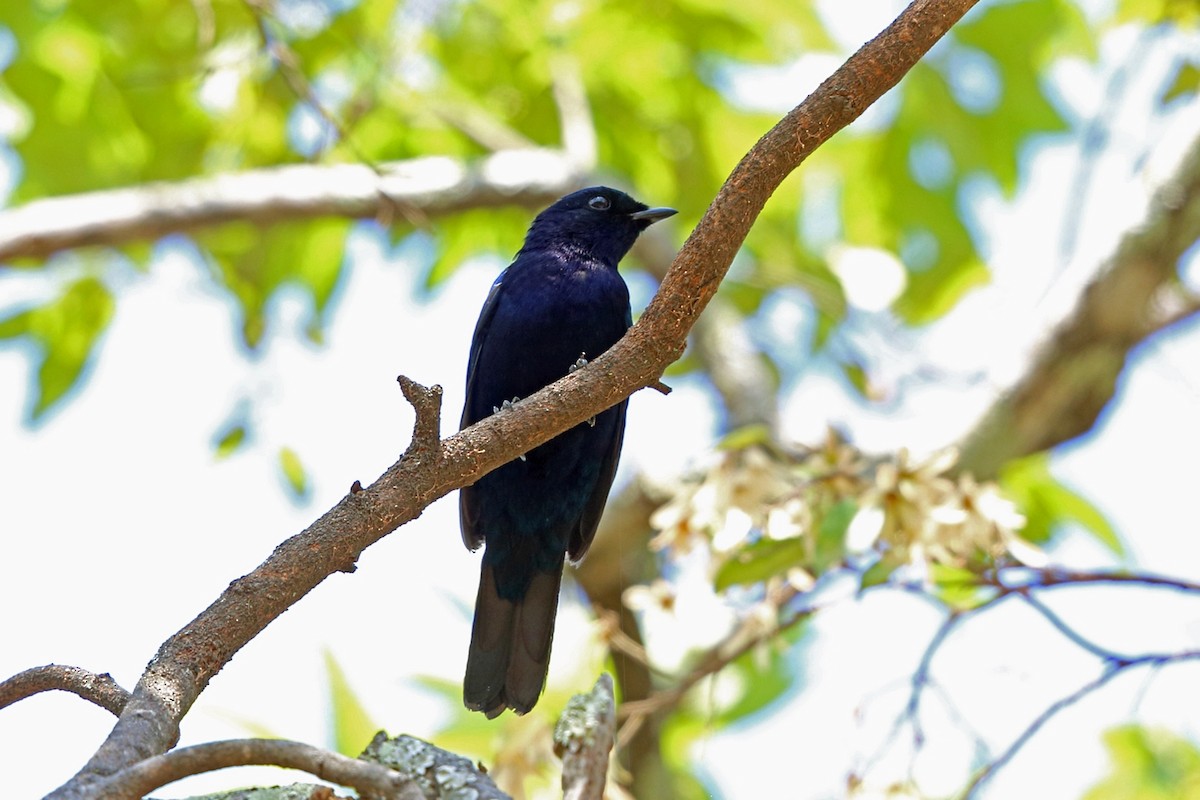 Purple-throated Cuckooshrike - ML47419101