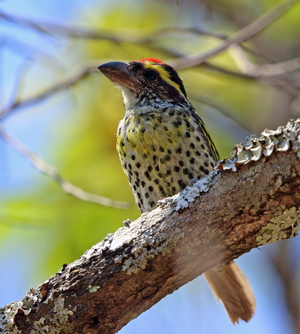 Miombo Barbet - Nigel Voaden