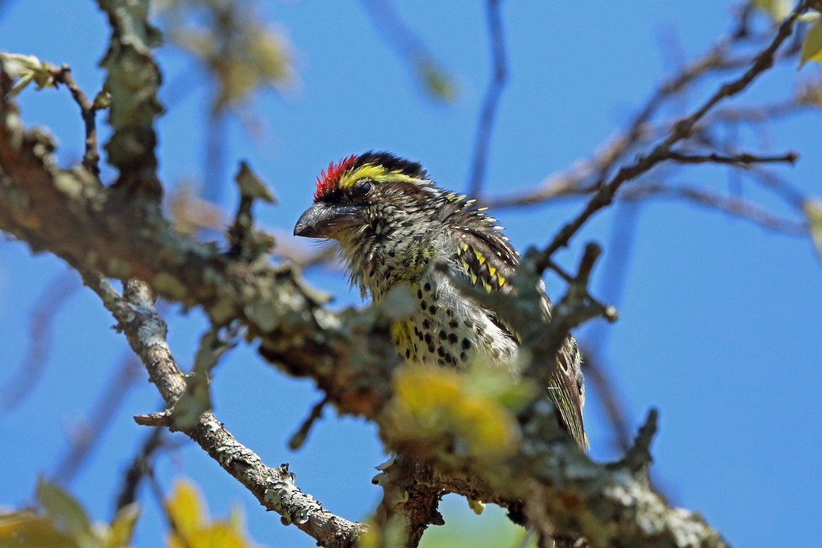 Miombo Barbet - Nigel Voaden