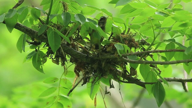 Bananaquit (Greater Antillean) - ML474192